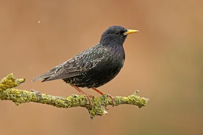 Обыкновенный скворец (лат. Sturnus vulgaris) / Такое название птица  получила благодаря своему пению В широком диапазоне звуков, издаваемых  скворцом, прослеживается потрескивание, при кивание и пришепетывание,  напоминающее шкворчание жареной еды на ...