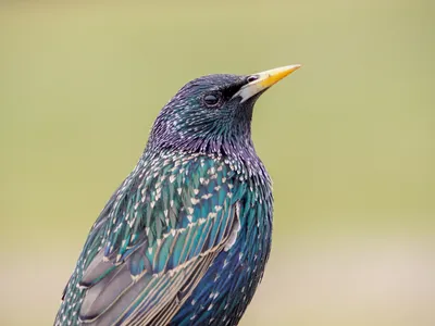 Скворец обыкновенный (Sturnus vulgaris)