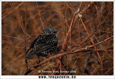 ФотоБлог Торгачкин Игорь Петрович © Igor Torgachkin: Скворец обыкновенный /  Sturnus vulgaris / Common Starling