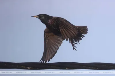 European starling,Обыкновенный скворец - Sturnus vulgaris. Фотограф Евгений