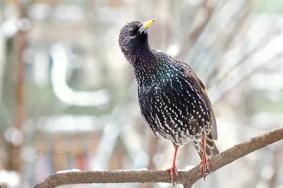 Обыкновенный скворец (Sturnus vulgaris). Птицы Сибири.