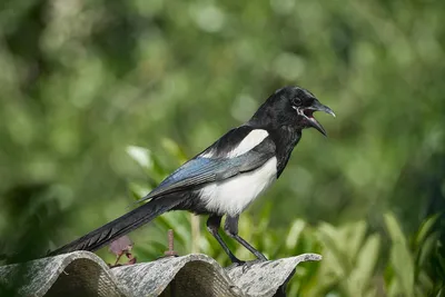 Китайская сорока - eBird