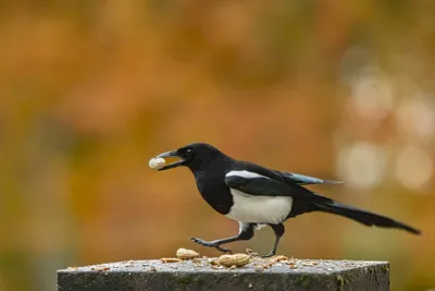 Китайская сорока - eBird