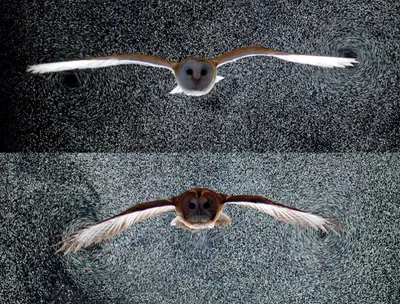Стая птиц в полёте высоко над …» — создано в Шедевруме