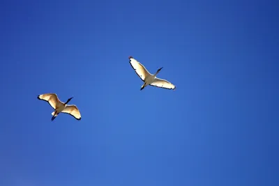 Бесплатное изображение: полет, птицы, Чайка, Голубое небо.
