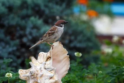 Завтрак воробья #birdcam #воробей #sparrow #кормушка на окно - YouTube