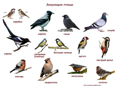 Чем кормить птиц зимой?