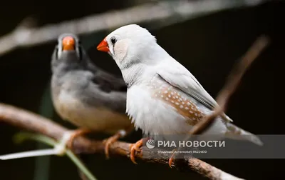  – учёты воробьёв в Уфе - Атлас птиц Уфы