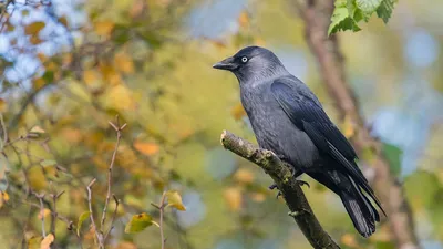 Фото птица Вороны Western jackdaw на ветке Животные