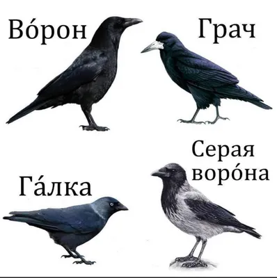 Ворона осенью: 10 интересных повадок и особенностей одной из самых умных  птиц в мире | Приключения натуралиста | Дзен