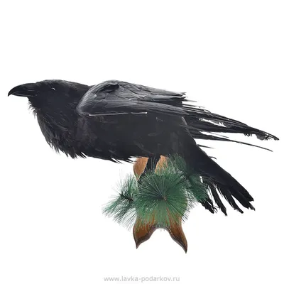Птица ворон: качественные изображения для веб-дизайна | Ворон Фото №6877  скачать