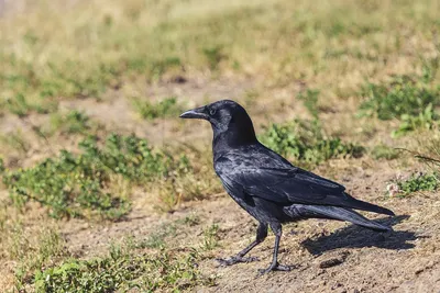 картинки : Американская ворона, Fish Crow, клюв, Ворона, как птица, Новая  каледонская ворона, Ладья, Черный дрозд, крыло, перо, хвост, Птица-птица  6000x3376 - - 1517803 - красивые картинки - PxHere