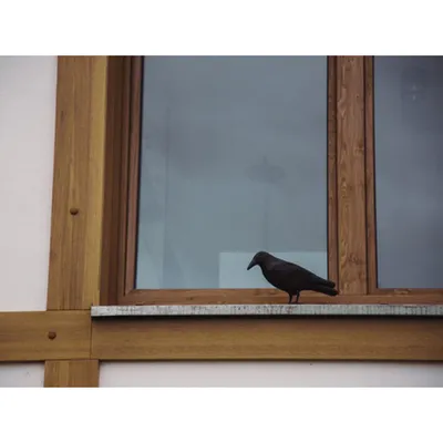 Птицы зимой ворона (45 фото) - 45 фото