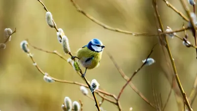 Международный день птиц - РИА Новости, 