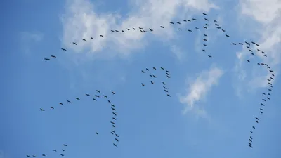 В Москве составили календарь-прогноз миграции птиц: последними улетят гуси  - РИА Новости, 