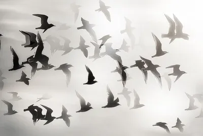 10+ уморительных фото птиц, которые скрасят даже самый унылый день