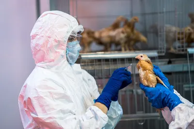 Ученые обеспокоены масштабами распространения гриппа птиц H5N8 в мире |  Ветеринария и жизнь