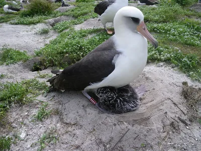 Белоспинный альбатрос - eBird