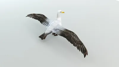 птица альбатрос 3D Модель $59 - .max .fbx .obj .jpg - Free3D