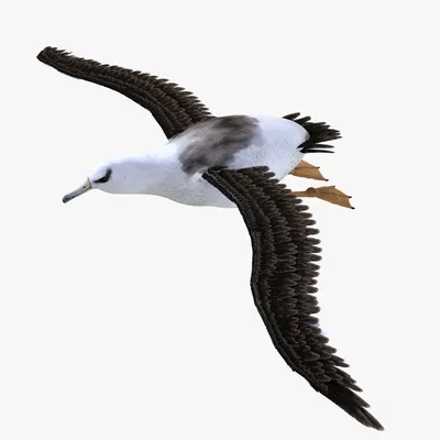 Скачать 3840x2160 альбатрос, птица, перья, море, плавать обои, картинки 4k  uhd 16:9