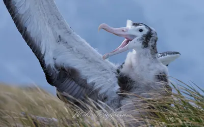 Крупным планом фото птицы альбатрос · Бесплатные стоковые фото