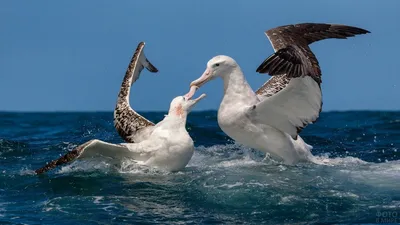 Птица альбатрос 3д, 8к, реализм, …» — создано в Шедевруме