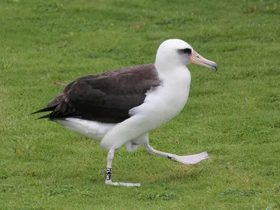 Белоспинный альбатрос - eBird