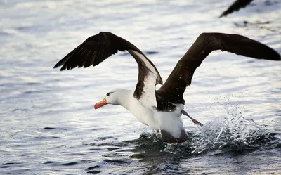 Белоспинный альбатрос - eBird