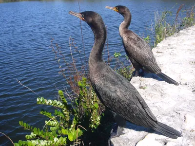 Большой баклан Phalacrocorax carbo | Куршская Коса - национальный парк