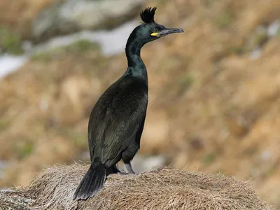 Хохлатый баклан - eBird