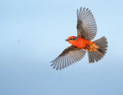 10 советов по съёмке птиц от Бена Кнута | PHOTAR | Дзен