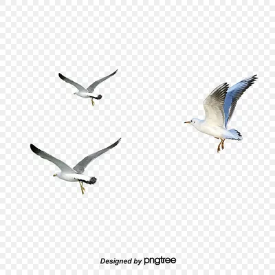 Чайка птица рисунок - 68 фото