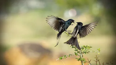 radioactive birds. Фотограф Костянтин Пазюк