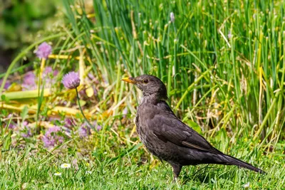 Бурый дрозд (Turdus eunomus). Птицы Сибири.