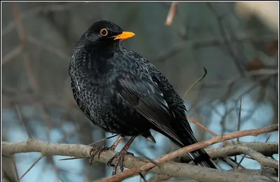 Дрозд-рябинник — Turdus pilaris / Галерея / Птицы России