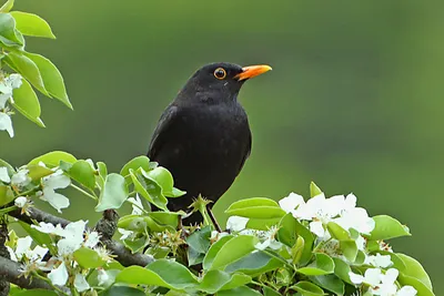 Составляю свой каталог фото птиц. Чёрный дрозд | Hellen Geographic | Дзен