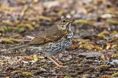 Чёрный дрозд - eBird