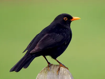 Деряба (Turdus viscivorus)