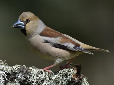 Обыкновенный дубонос - eBird