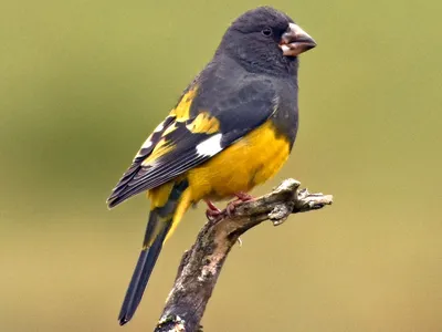 Фотография Обыкновенный дубонос (Coccothraustes coccothraustes) Птицы  западного Кавказа | Фотобанк ГеоФото/GeoPhoto | GetImages Group