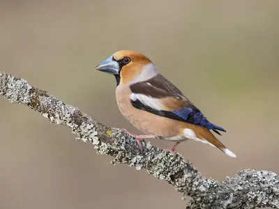 Дубонос обыкновенный (Coccothraustes Coccothraustes)