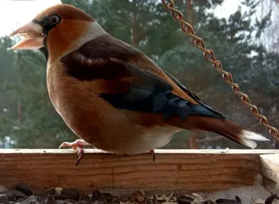 Голоса птиц Как поёт Обыкновенный дубонос (Coccothraustes coccothraustes) -  YouTube