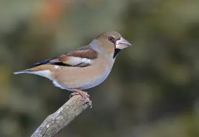 Обыкновенный дубонос - eBird