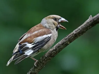 Дубонос (Coccothraustes coccothraustes). Птицы Сибири.