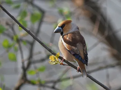 File:Coccothraustes coccothraustes (Обыкновенный дубонос).jpg - Wikimedia  Commons