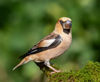 Большой черноголовый дубонос - eBird