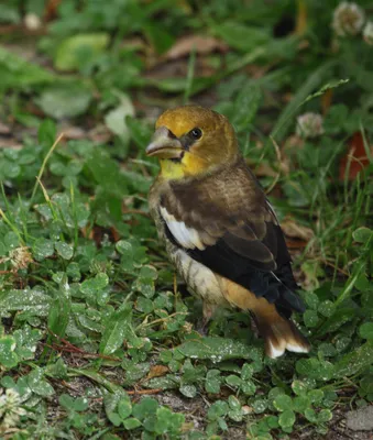 Арчевый горный дубонос - eBird