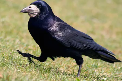 Фото птица Вороны Western jackdaw на ветке Животные