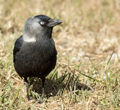 Галка (Corvus monedula) - «Моя идеальная птица. Опыт содержания галки в  домашних условиях, очень много фото. » | отзывы