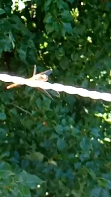 скворцы птица цветная тропическая муха Фото Фон И картинка для бесплатной  загрузки - Pngtree
